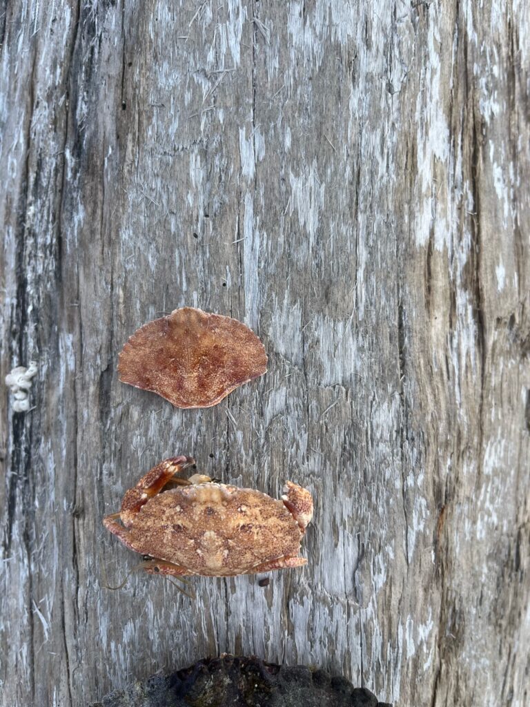 a group of mushrooms growing on a tree (MyCoast AI)