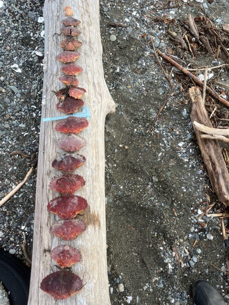 a tree trunk with red leaves (MyCoast AI)