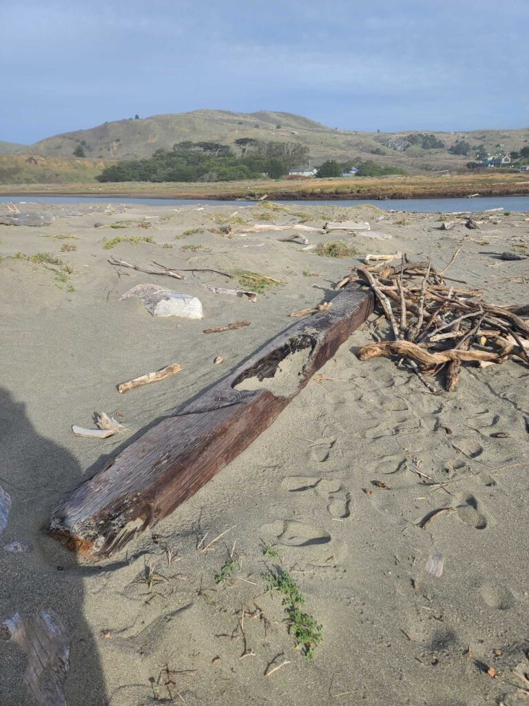 a log on the beach (MyCoast AI)