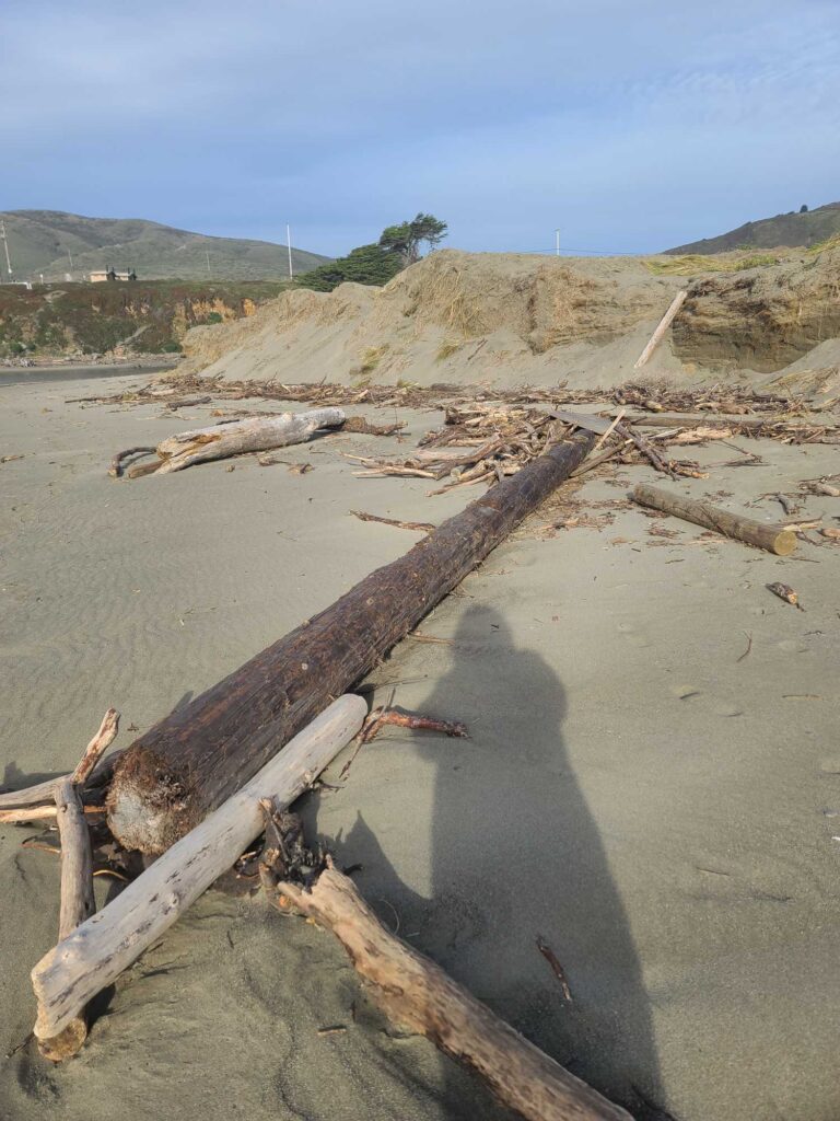 a large piece of wood on the ground (MyCoast AI)