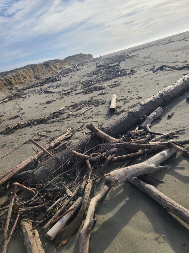 a large pile of wood (MyCoast AI)