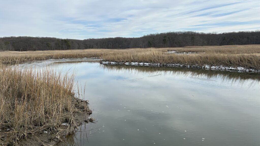 a body of water with grass and trees around it (MyCoast AI)