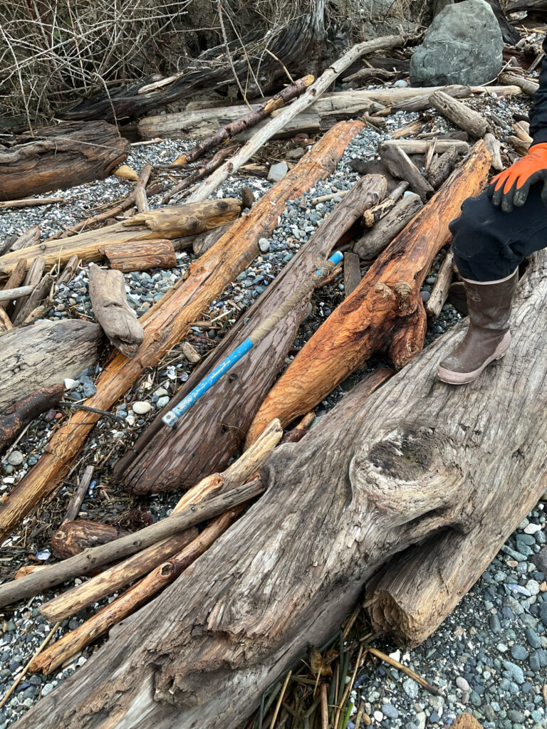 a person standing next to a pile of cut down trees (MyCoast AI)