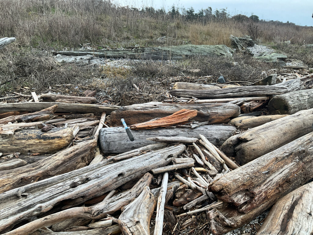 a pile of cut down trees (MyCoast AI)