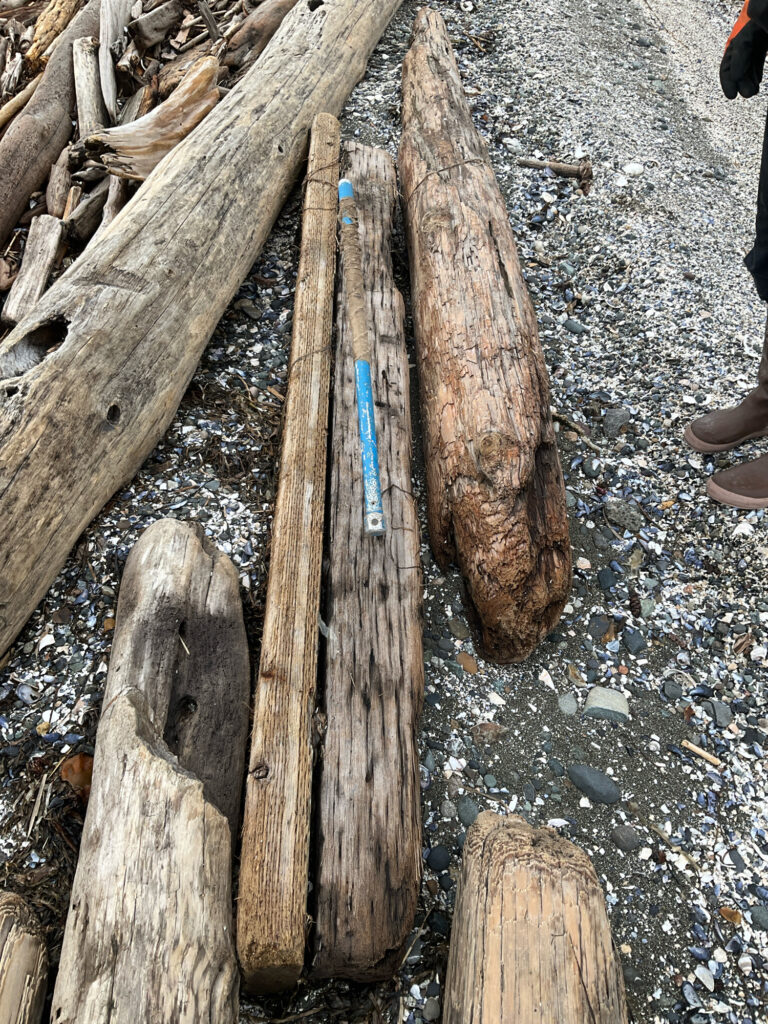 a group of wood pieces on the ground (MyCoast AI)