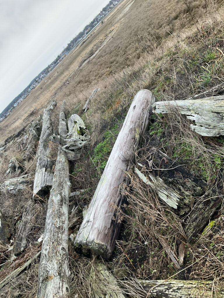 a tree stump with a skull on it (MyCoast AI)