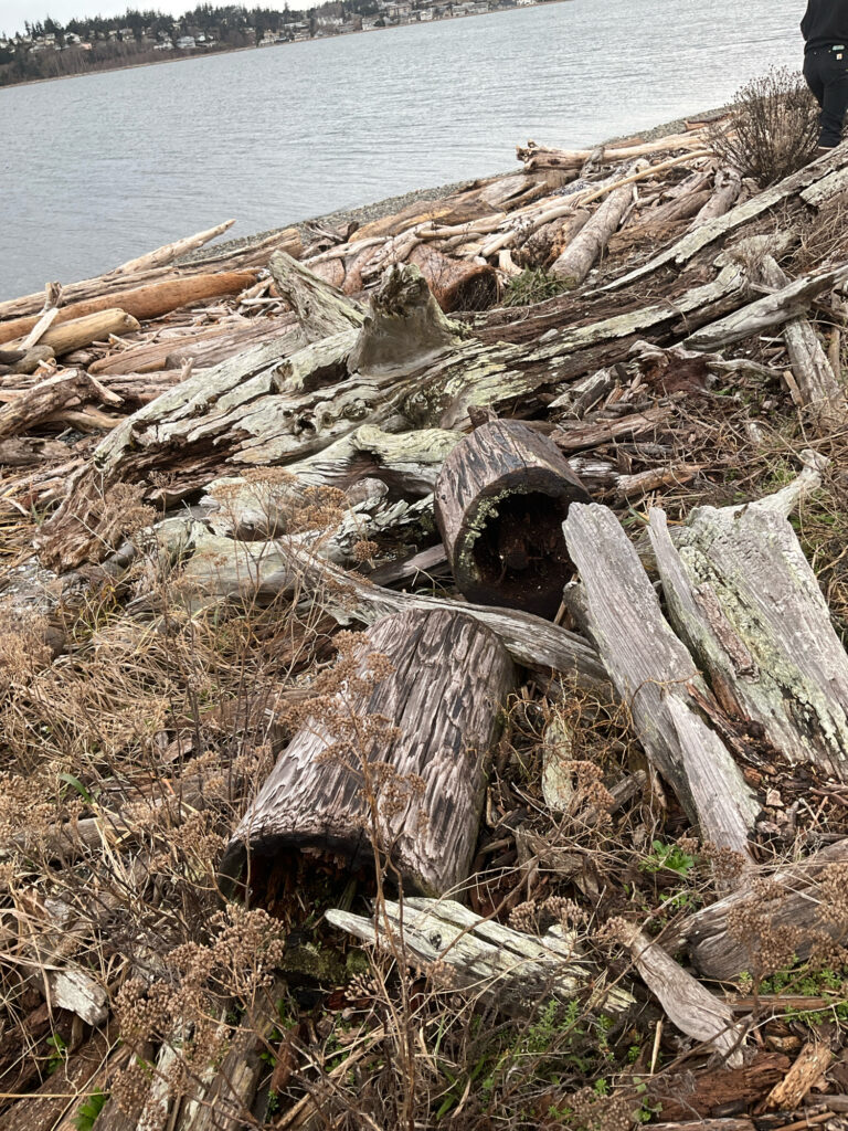 a pile of cut logs by a lake (MyCoast AI)