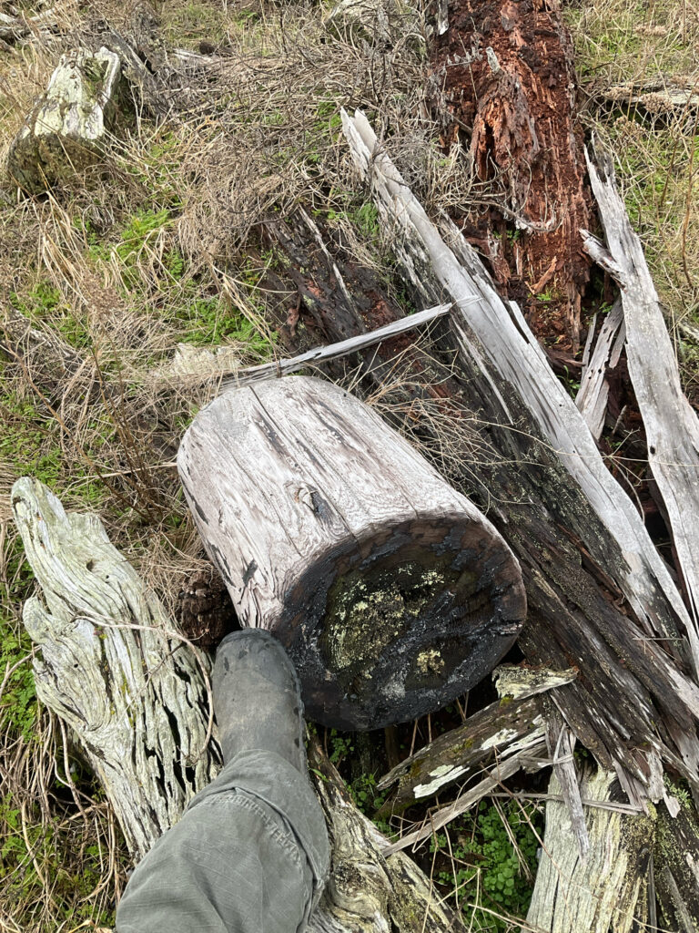 a person's foot in a hole in the ground with a tree stump and a pile of (MyCoast AI)