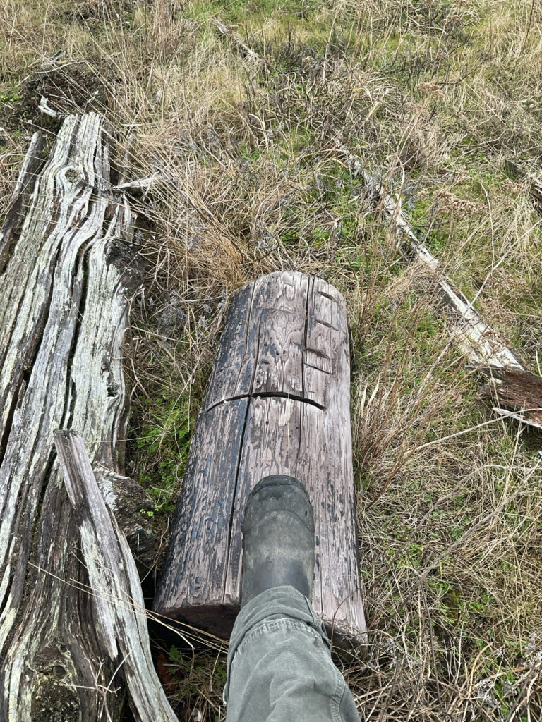 a person's foot on a log in a grassy area (MyCoast AI)