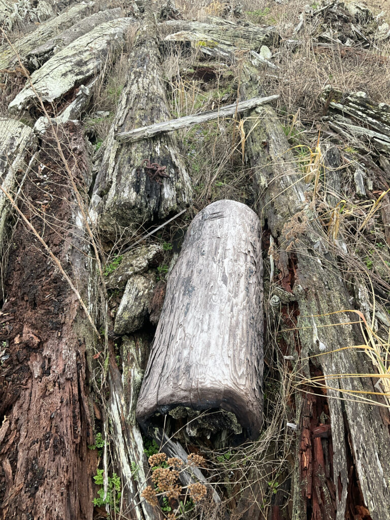 a tree stump with a hole in it (MyCoast AI)