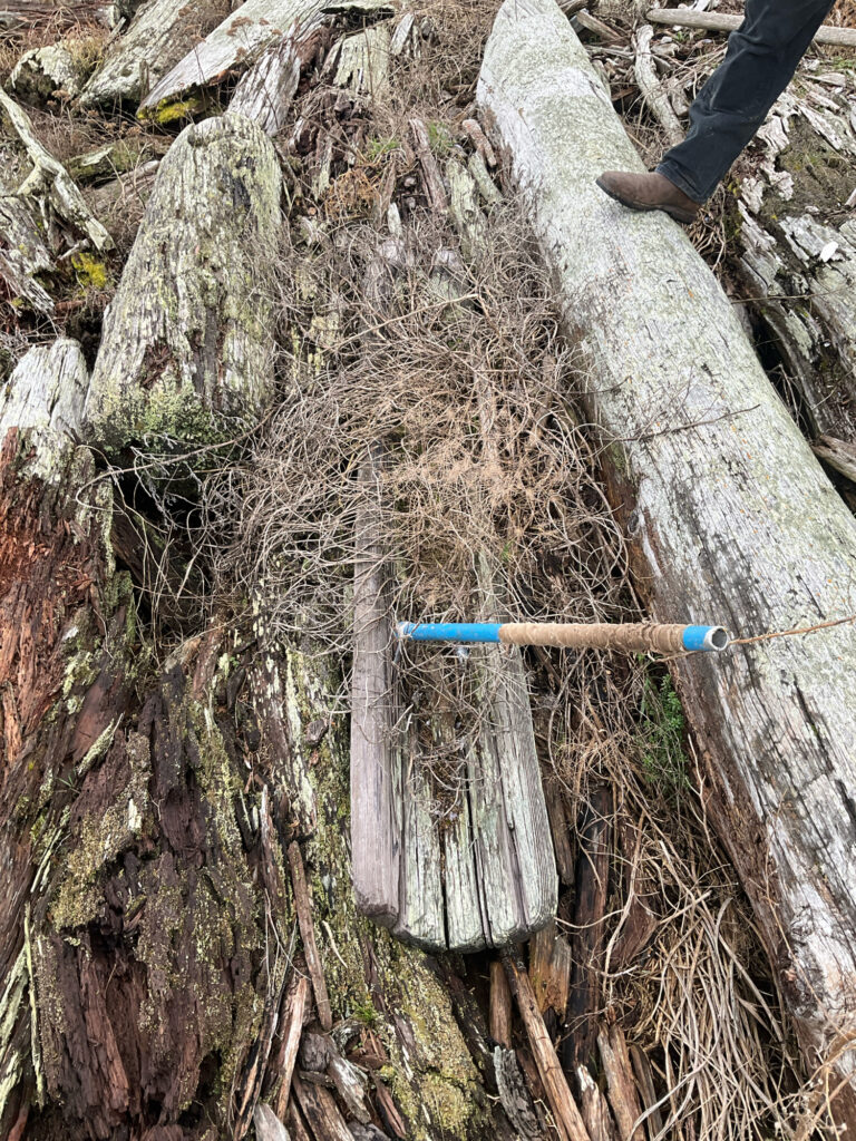 a person standing on a tree stump (MyCoast AI)