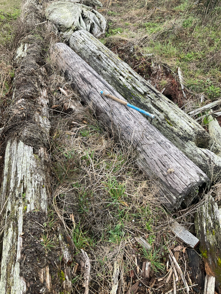 a tree trunk with a blue object in it (MyCoast AI)