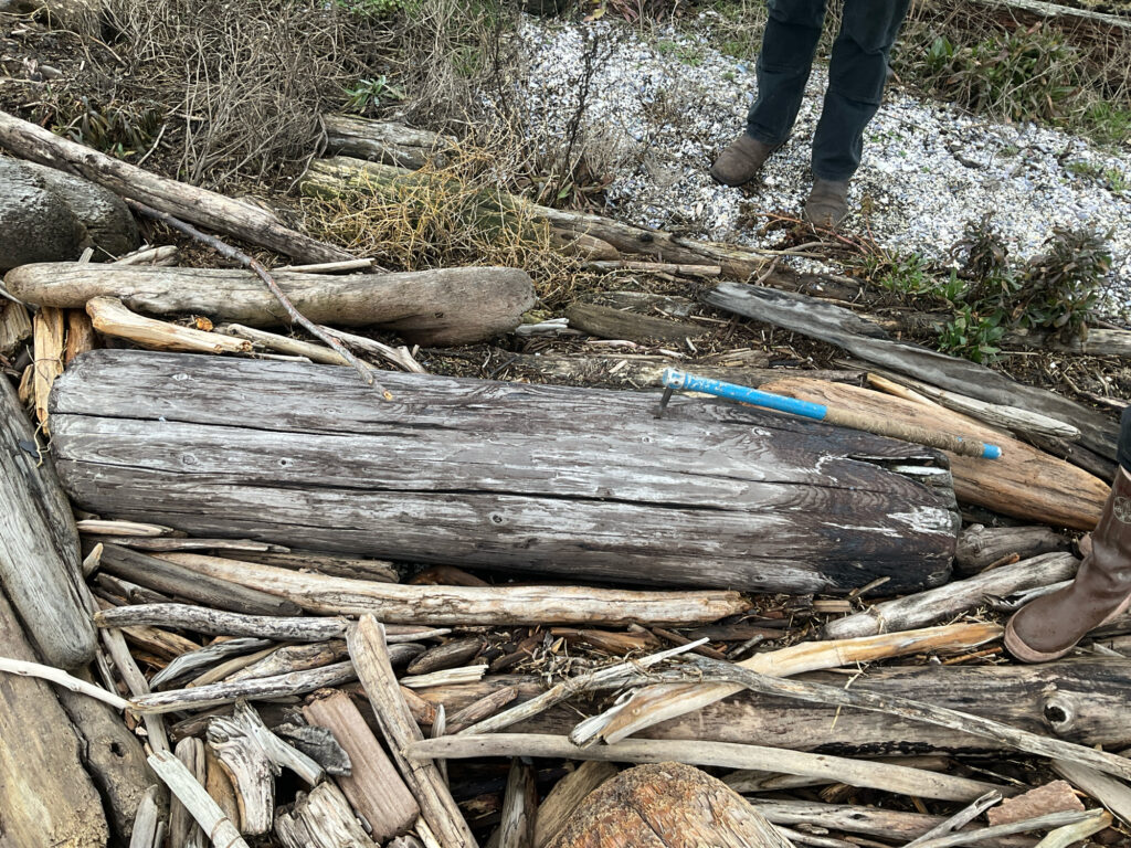 a person standing next to a pile of cut down trees (MyCoast AI)