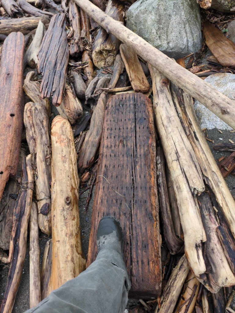 a person's foot on a pile of cut wood (MyCoast AI)
