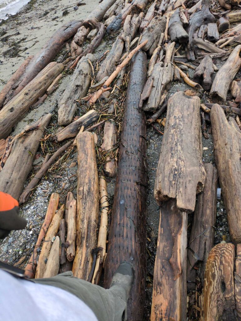 a pile of cut wood (MyCoast AI)