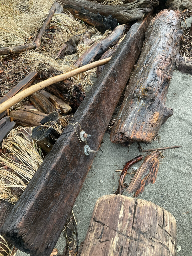 a group of tree stumps (MyCoast AI)