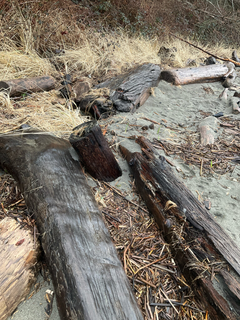 a group of logs in a forest (MyCoast AI)