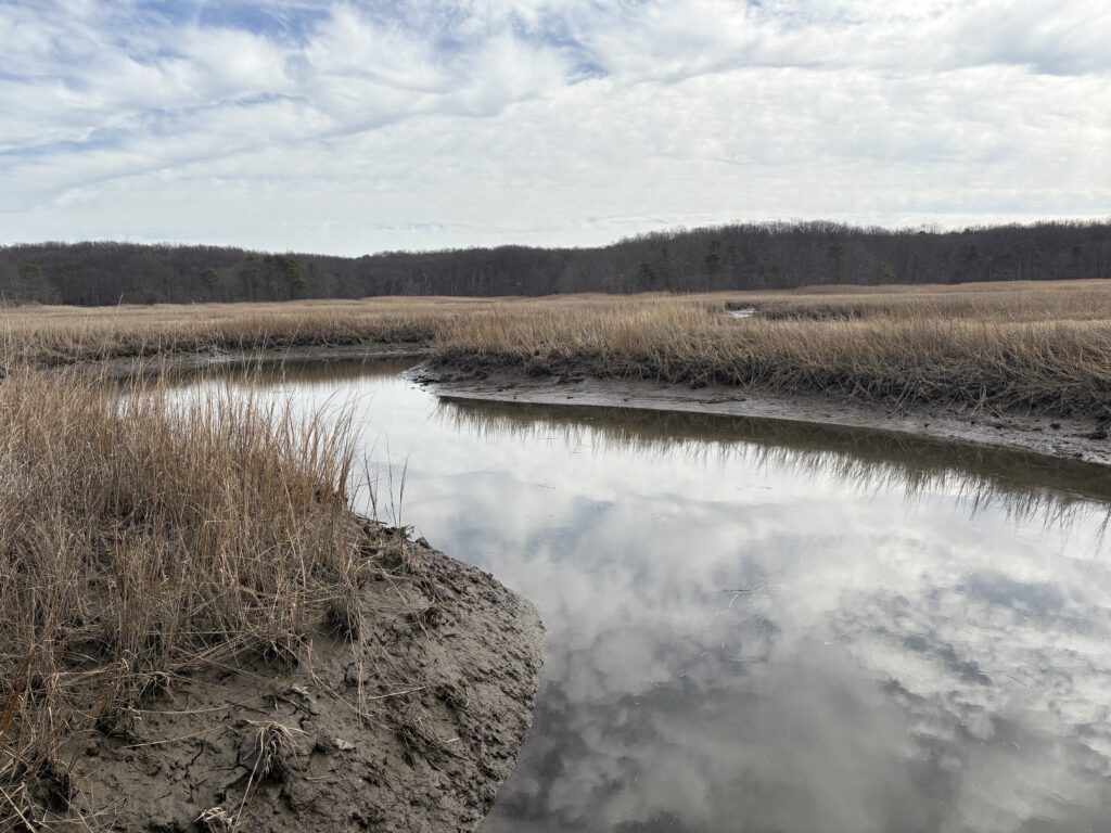 a body of water with grass and trees around it (MyCoast AI)