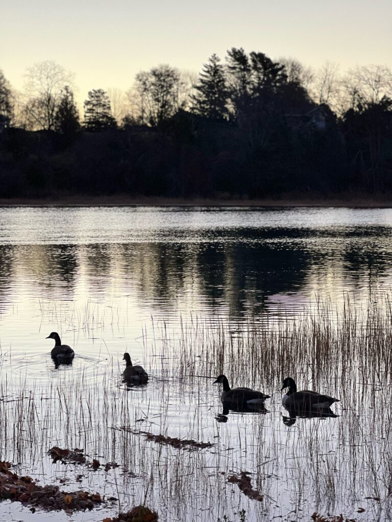 a group of ducks in a lake (MyCoast AI)