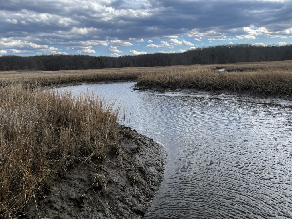 a river with grass and trees (MyCoast AI)