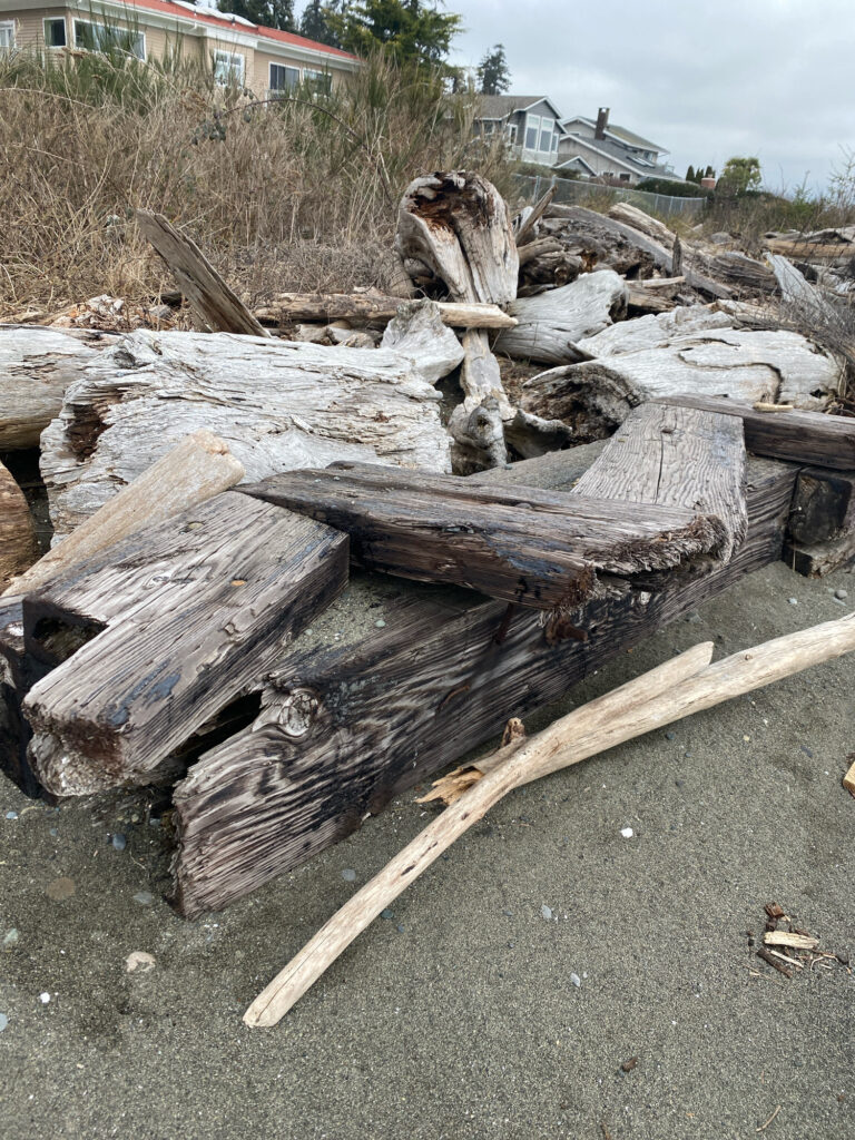 a pile of cut down trees (MyCoast AI)