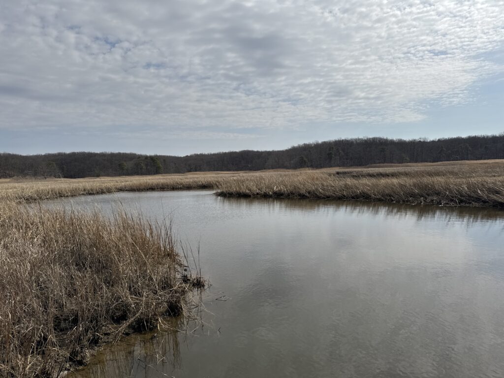 a lake with grass and trees (MyCoast AI)