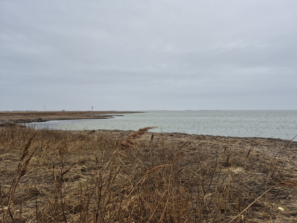 a beach with tall grass and water (MyCoast AI)