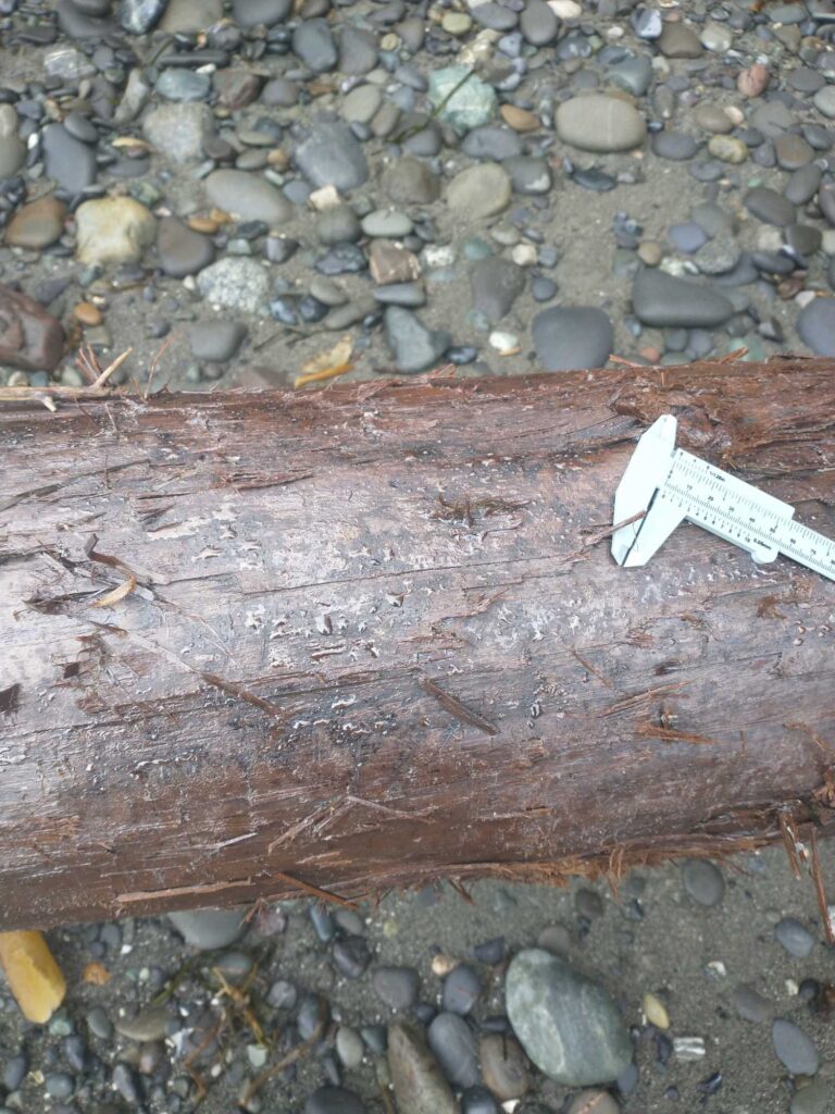 a piece of wood on the ground (MyCoast AI)