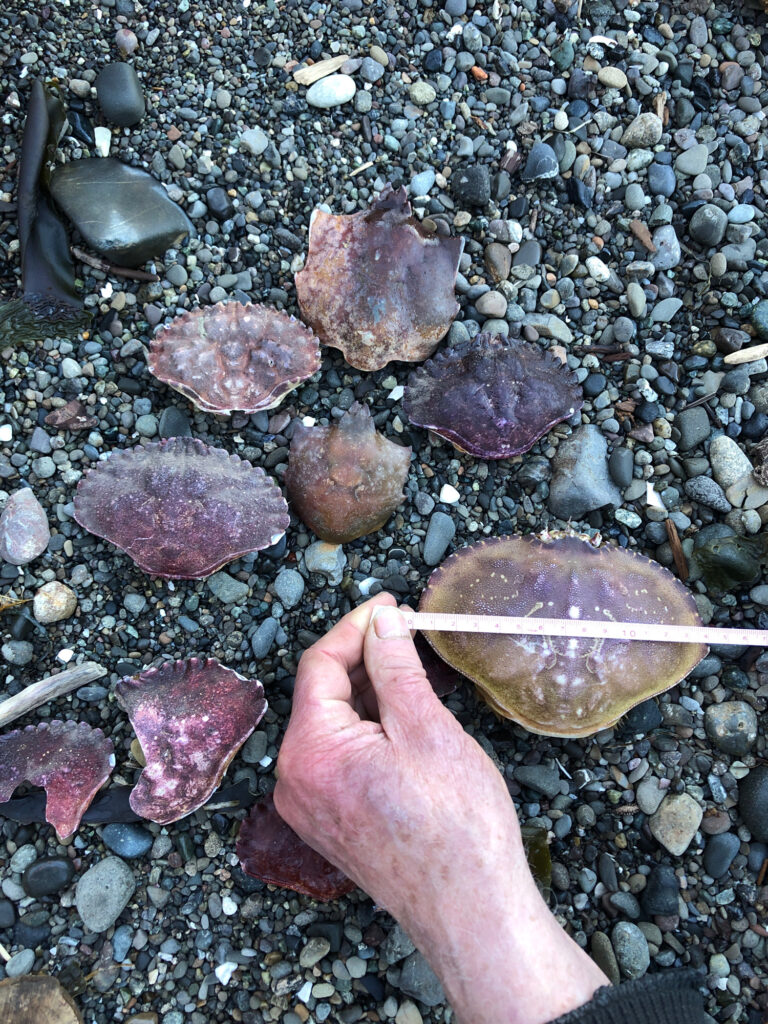 a hand holding a stick in front of a pile of rocks (MyCoast AI)