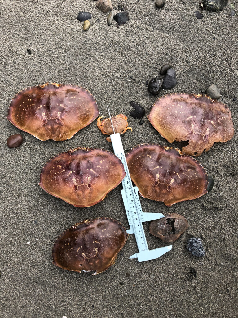 a group of brown round objects on a sandy surface (MyCoast AI)