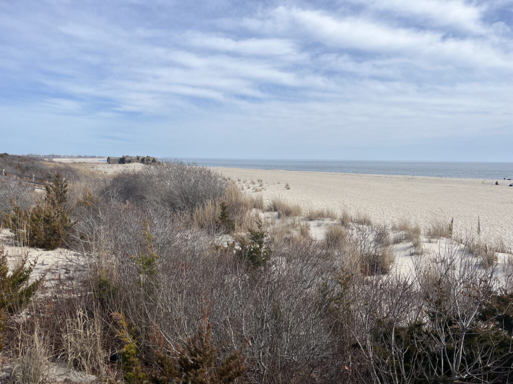 a field of dry grass (MyCoast AI)