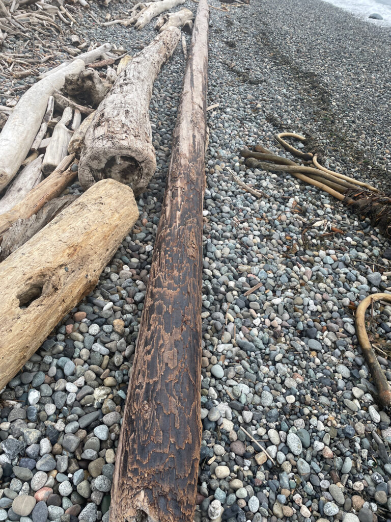a group of wood pieces on a rocky surface (MyCoast AI)