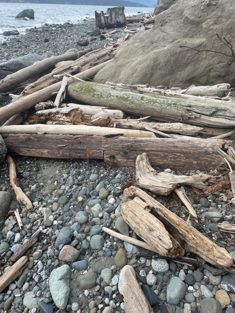 a group of logs on a beach (MyCoast AI)