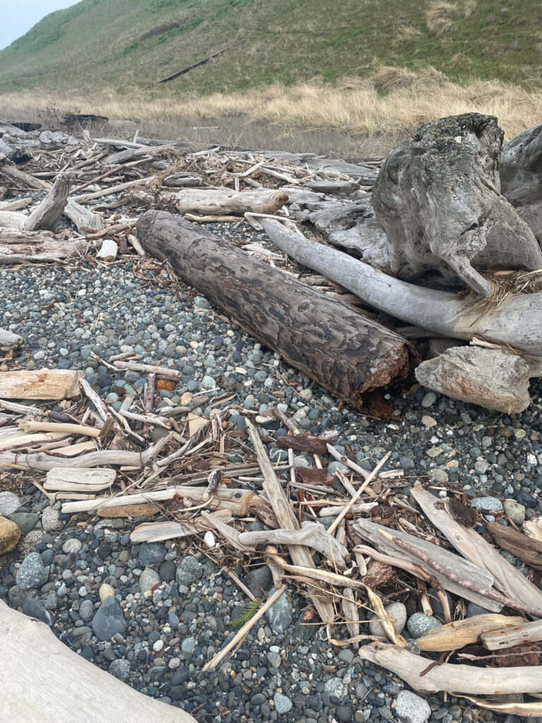 a pile of wood on a beach (MyCoast AI)