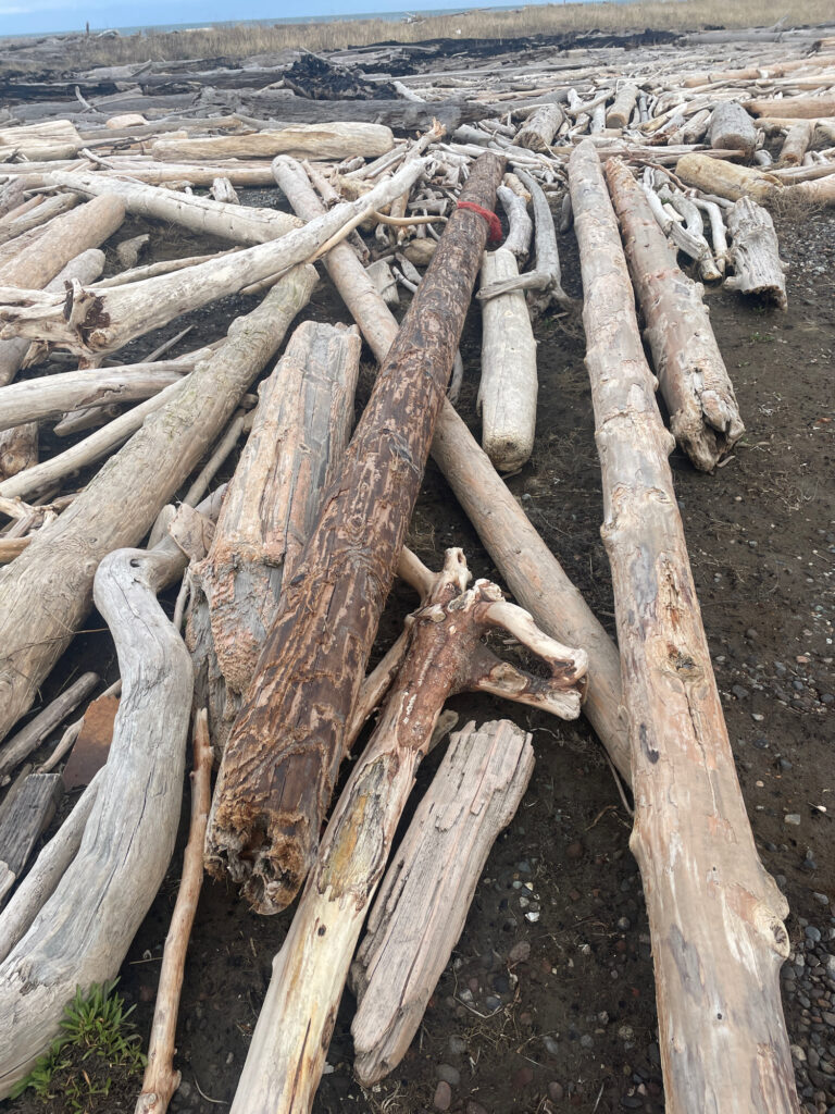 a group of logs (MyCoast AI)