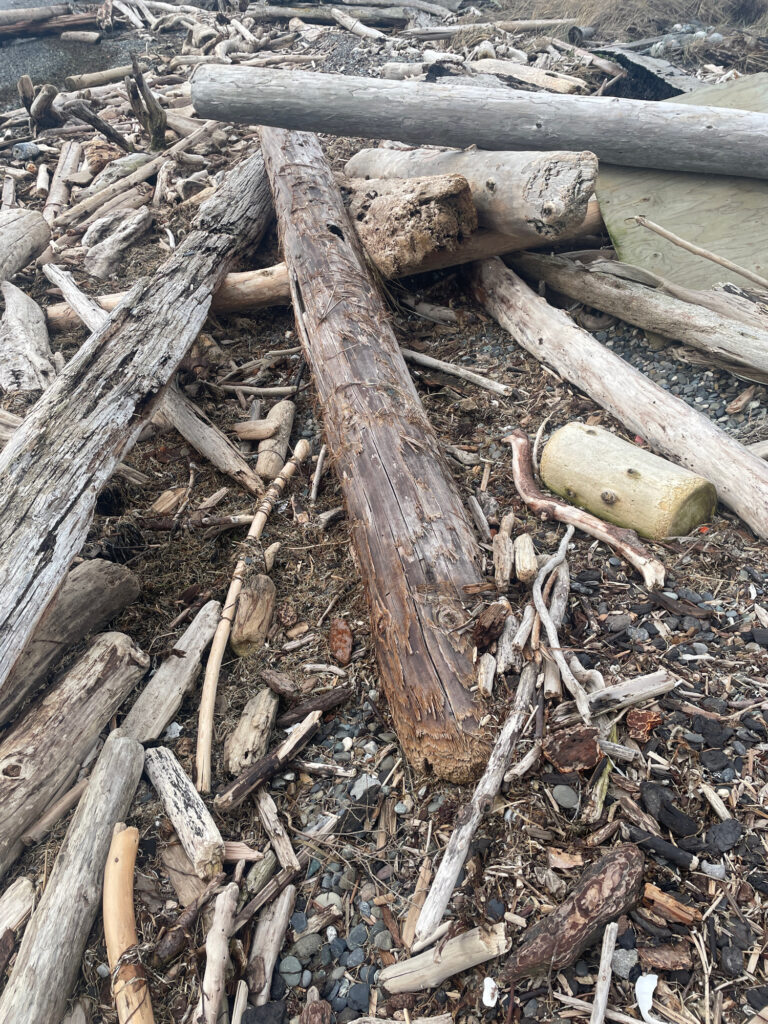 a pile of cut logs (MyCoast AI)