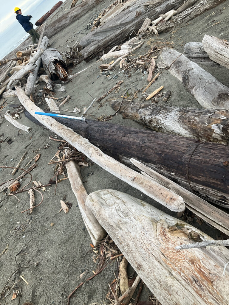 a pile of wood (MyCoast AI)