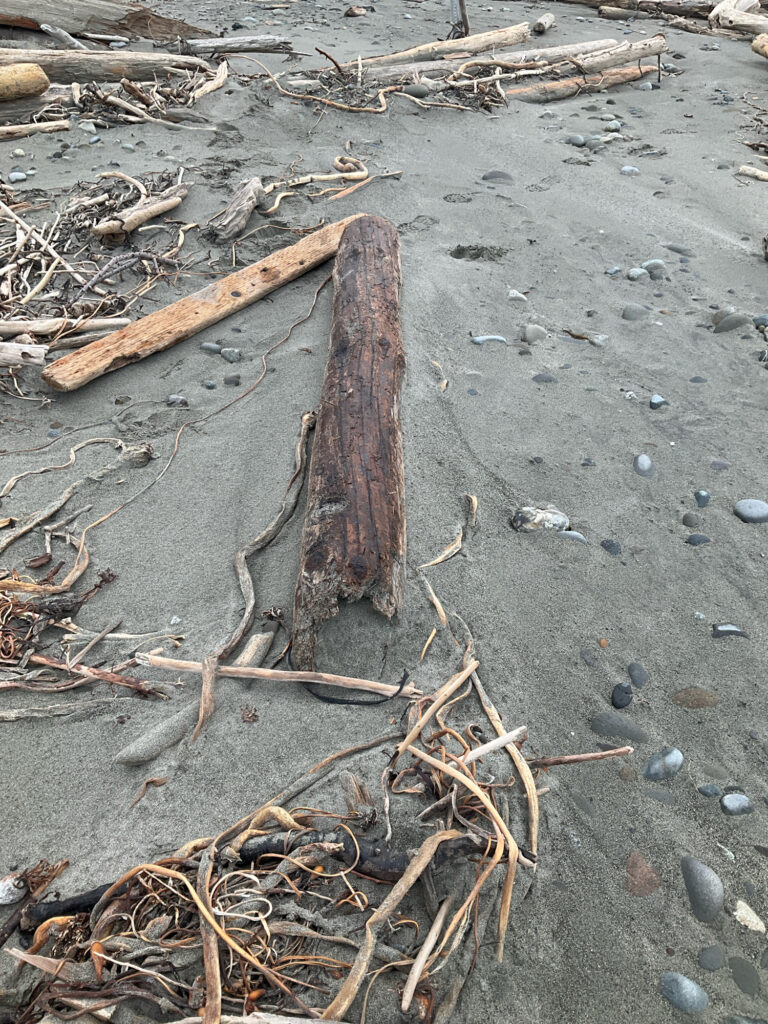 a pile of sticks and twigs (MyCoast AI)