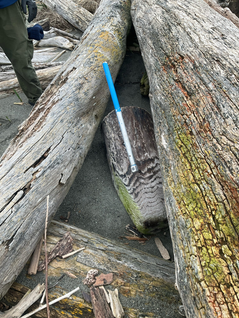 a blue toothbrush in a tree (MyCoast AI)