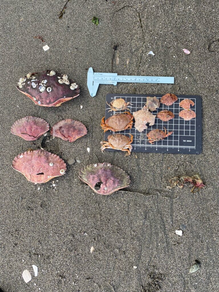 a group of objects on a surface (MyCoast AI)