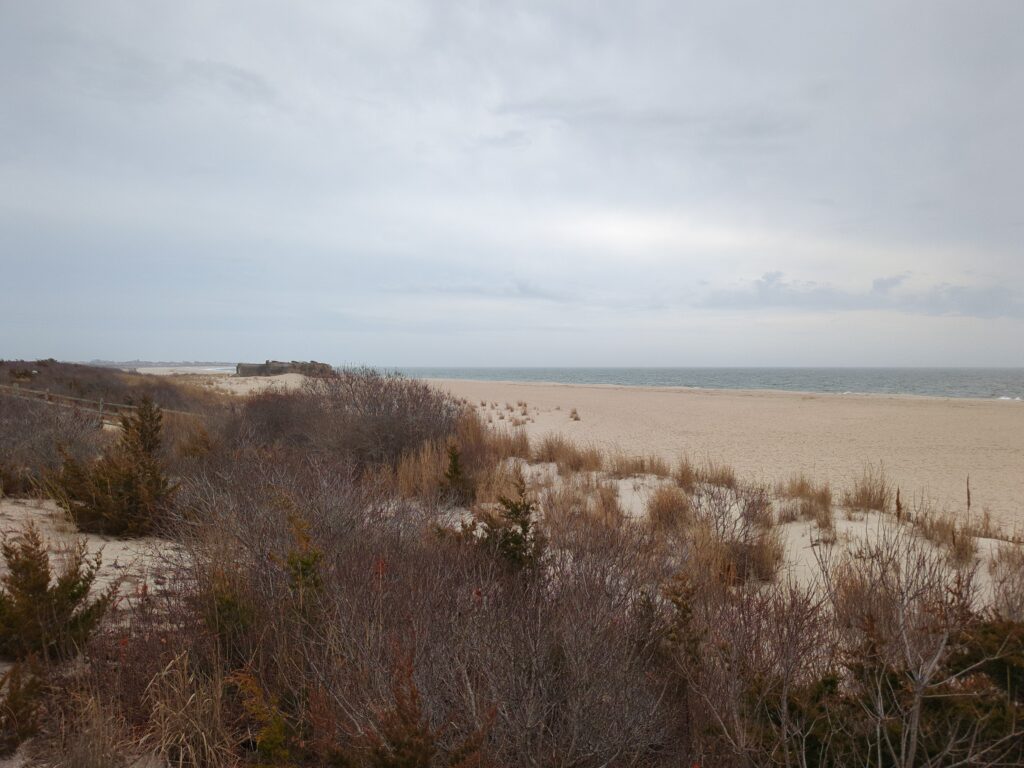 a field of dry grass (MyCoast AI)
