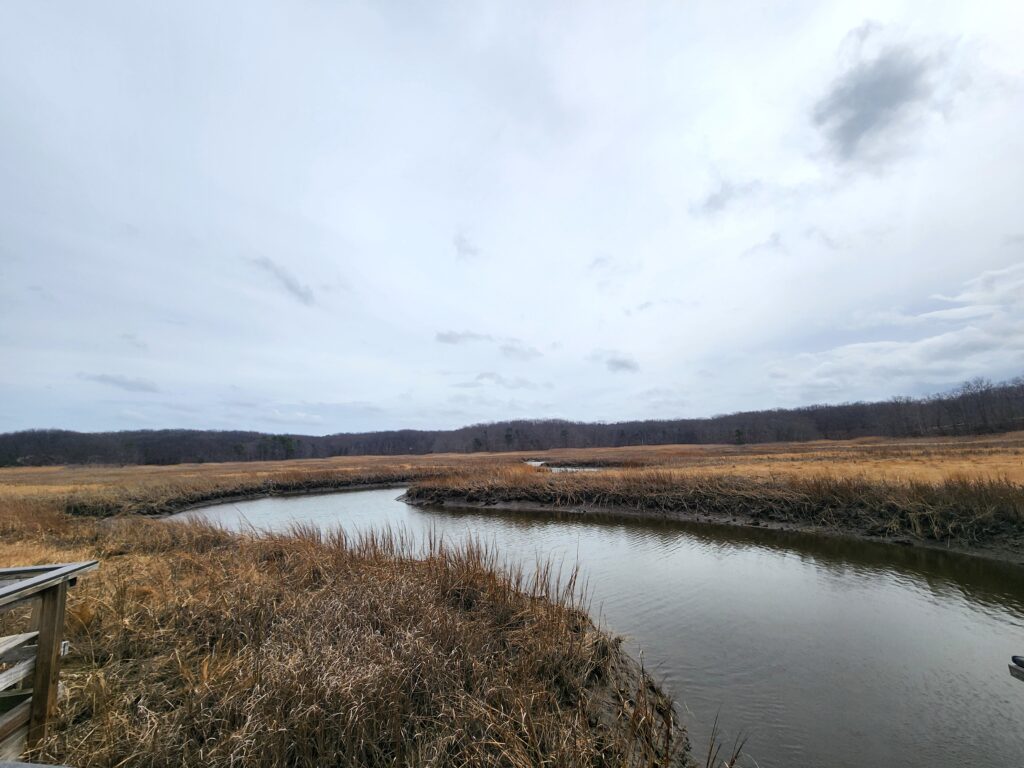 a river with grass and trees (MyCoast AI)