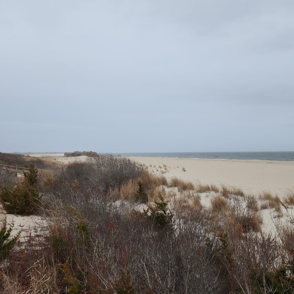 a beach with bushes and sand (MyCoast AI)