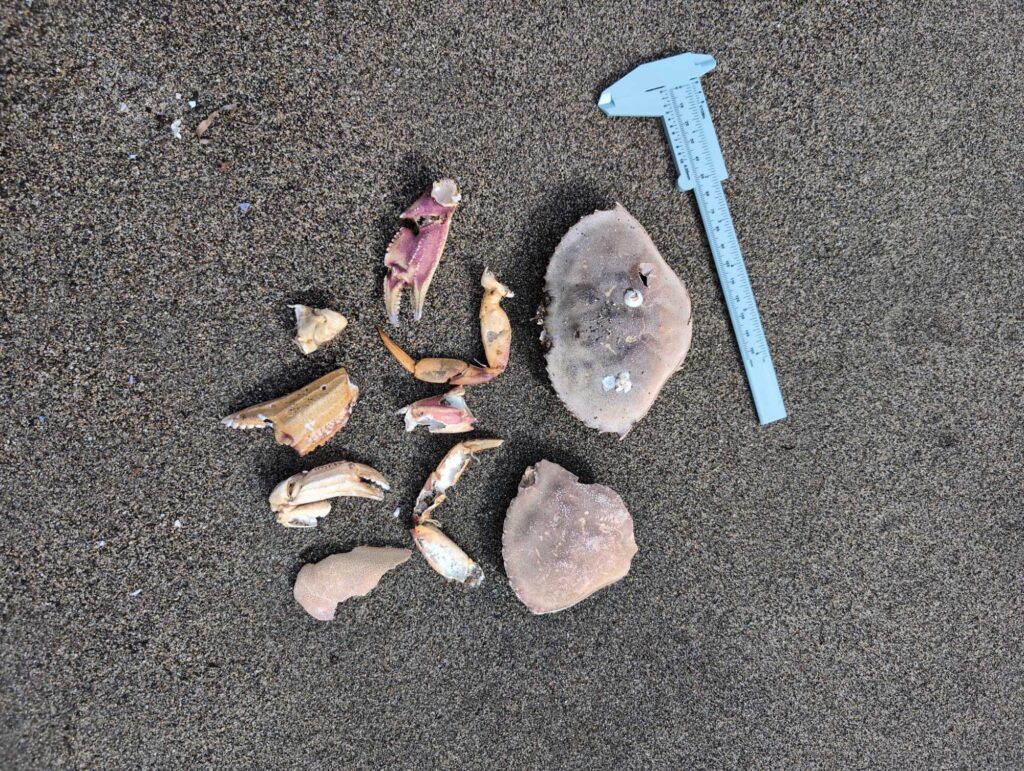 a pile of seashells on the ground (MyCoast AI)
