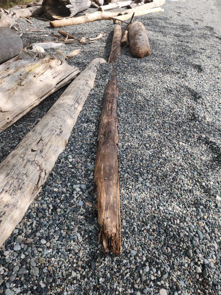 a group of wood pieces on a rocky surface (MyCoast AI)