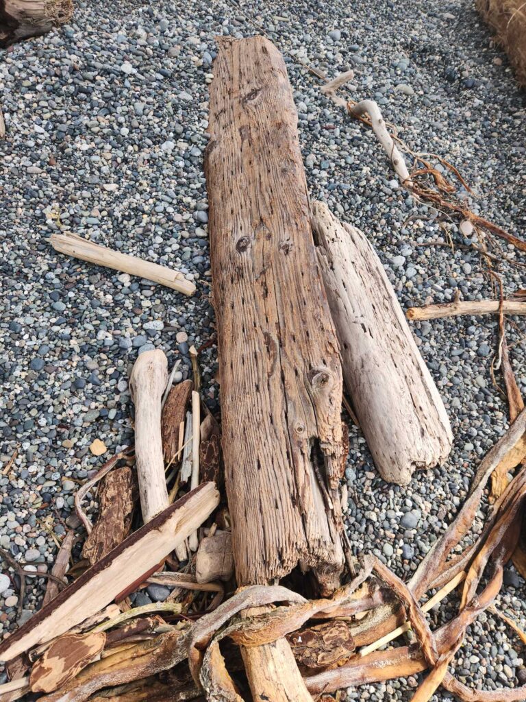 a group of wood pieces on the ground (MyCoast AI)