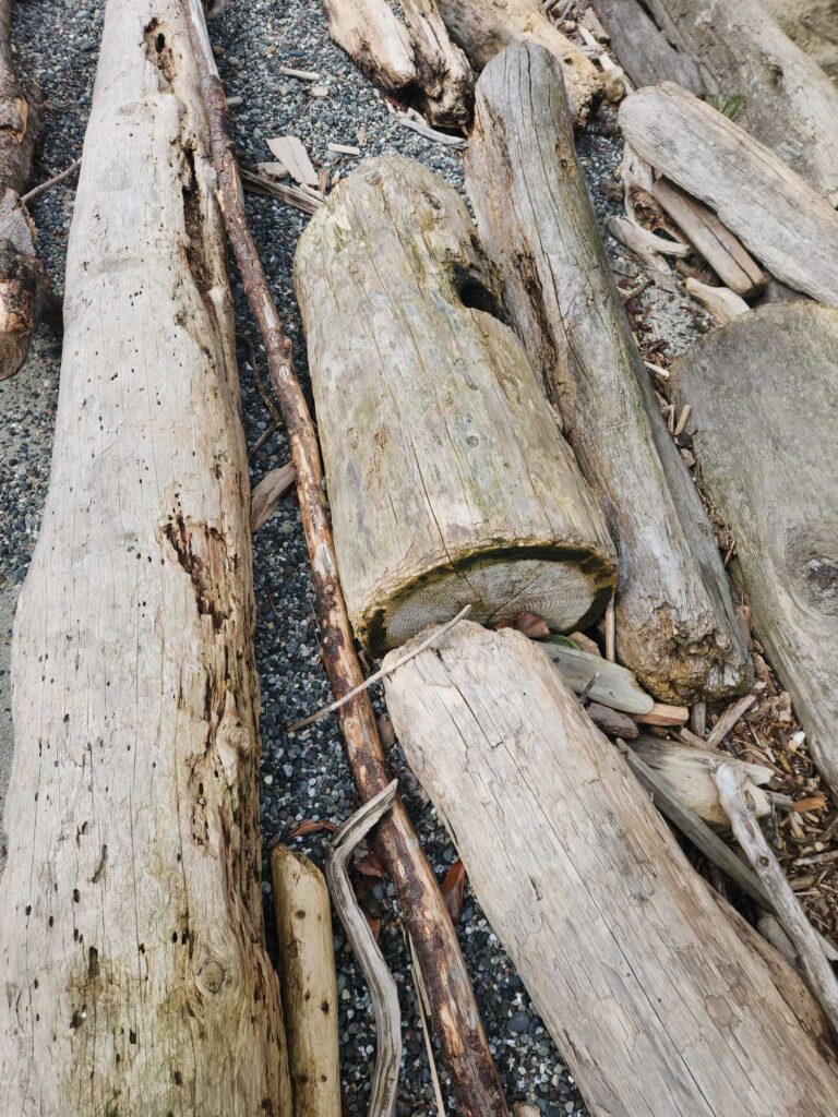 a lizard on a log (MyCoast AI)