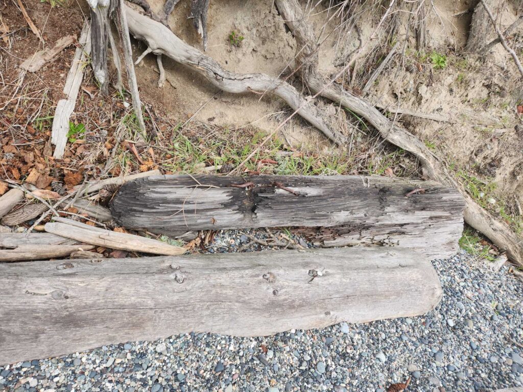 a log on the ground (MyCoast AI)
