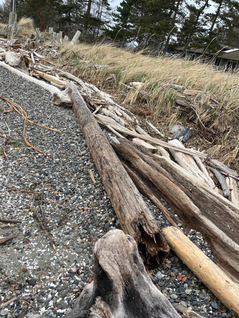 a log on the ground (MyCoast AI)