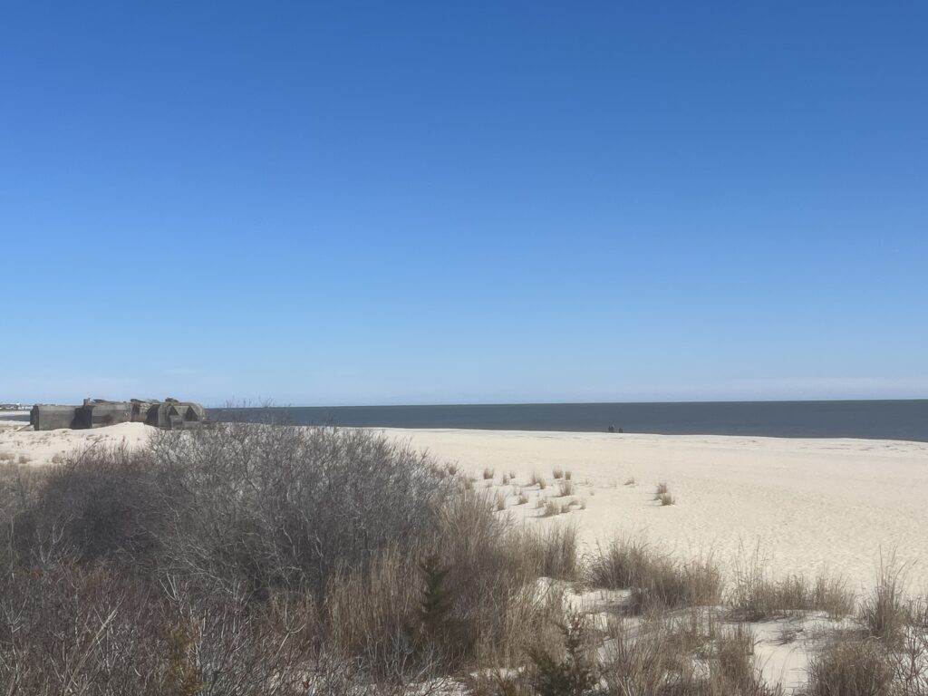 a field of dry grass (MyCoast AI)